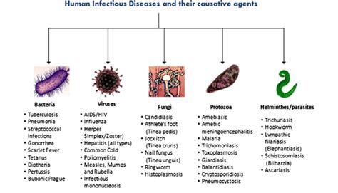 disease causing agents are called quizlet|which of the following is most likely consequence.